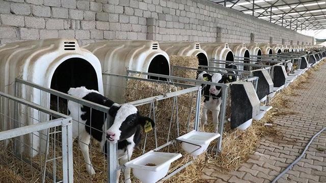 Düve alım desteğinde üst limit artırıldı