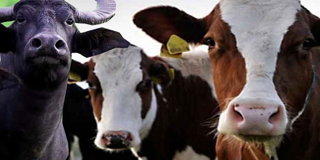 Düve desteği naslı alınır? Düve ve manda hibe desteği başvuru şartı nedir?