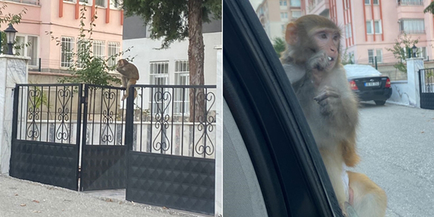 Çorum'da bir garip olay: Maymun saldırdı