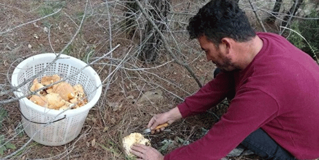 Duyanlar oraya akın etti! Kilosu 70 liraya alıcı buluyor