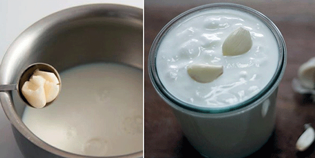 Duyanları şaşkınlığa uğratan karışım! Süte sarımsak katıp her gün içerseniz bakın bu oluyor