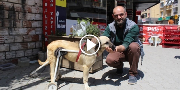Duyarlı esnaf felçli köpeğe yürüteç yaptı