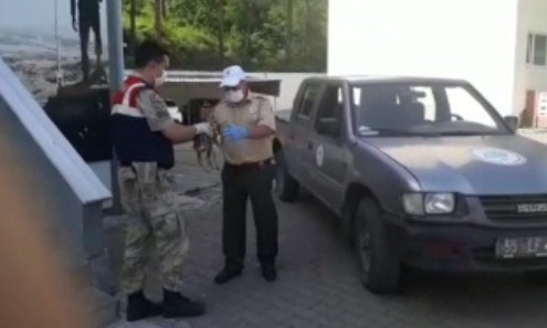 Duyarlı vatandaş karacayı jandarmaya teslim etti 
