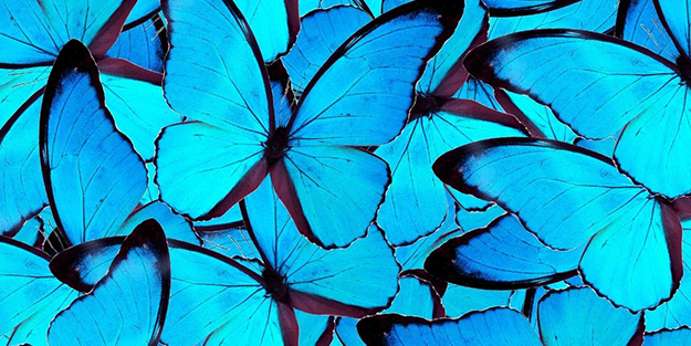 Duyunca çok şaşıracaksınız! Türkiye 51 bin adet kelebek satın alacak! İşte sebebi