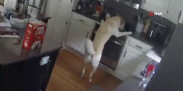Duyunca inanamayacaksınız! Evde yalnız kalan köpek bunu da yaptı