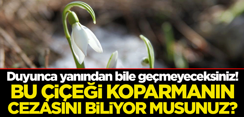 Duyunca yanından bile geçmeyeceksiniz! Bu çiçeği koparmanın cezasını biliyor musunuz?