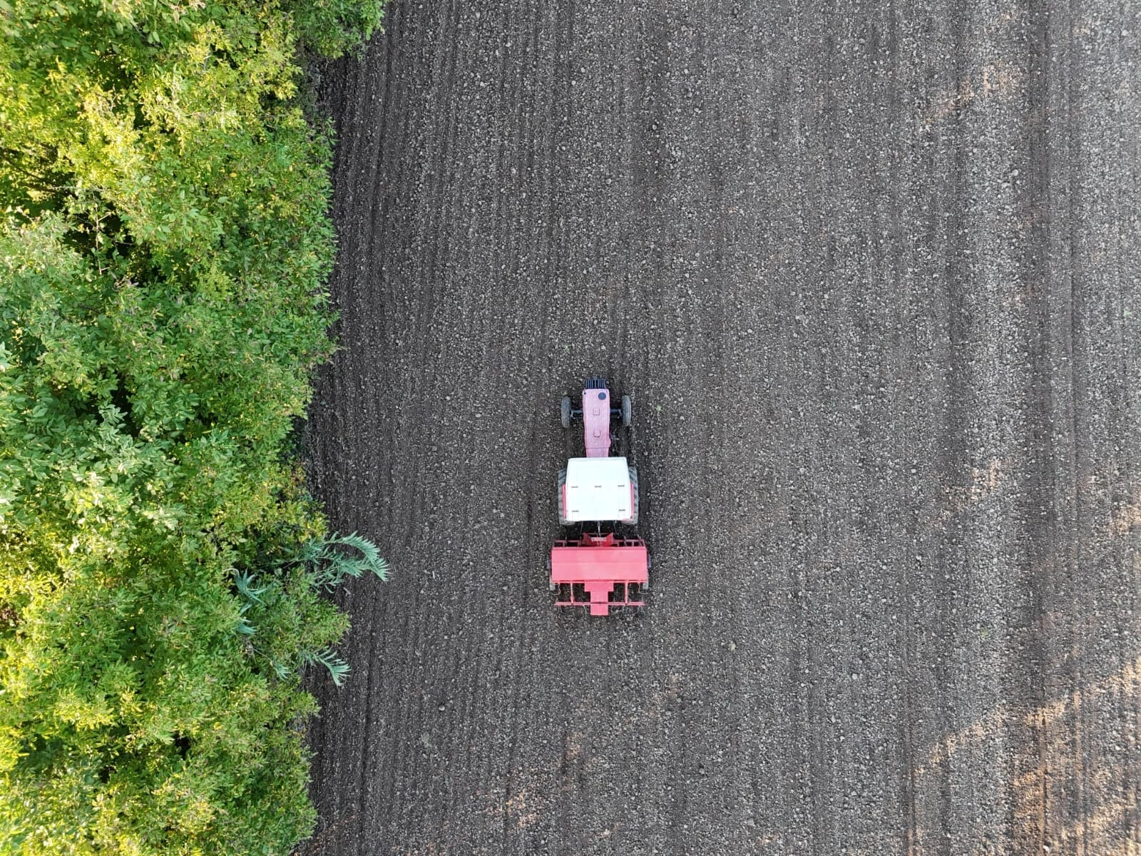 Düzce Belediyesi’nden yerli üretime dev adım! Ata tohumları yeniden filizleniyor