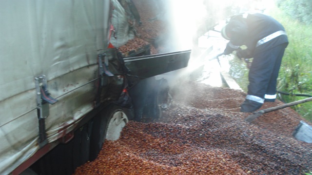 Düzce'de 2 ton fındık telef oldu