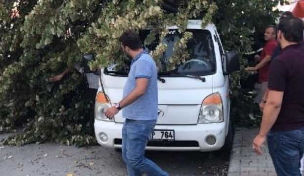 Düzce'de ağaç kamyonetin üzerine devrildi