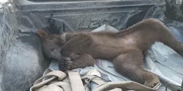Düzce'de bal yiyerek komaya giren ayının son durumu belli oldu