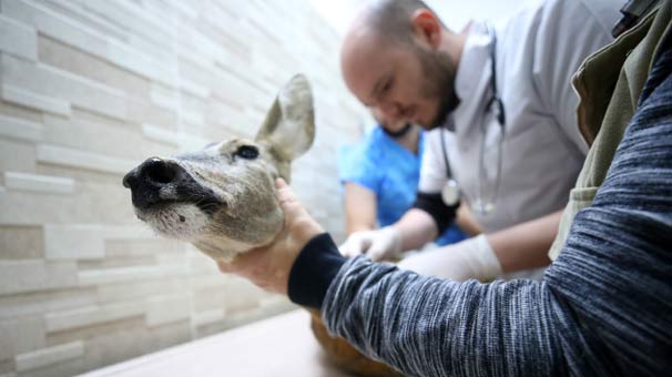 Düzce'de bulundu! Herkes seferber oldu