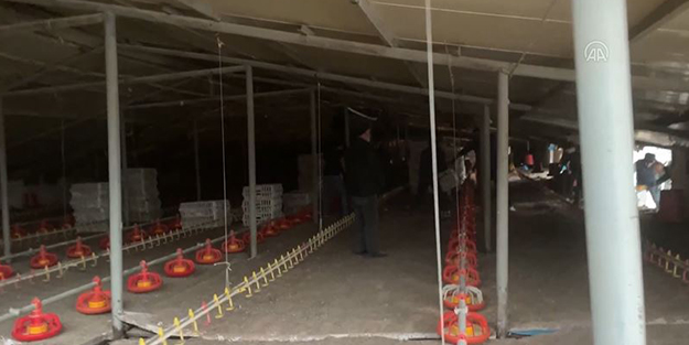 Düzce'de depremde çöken kümesteki binlerce civciv telef oldu