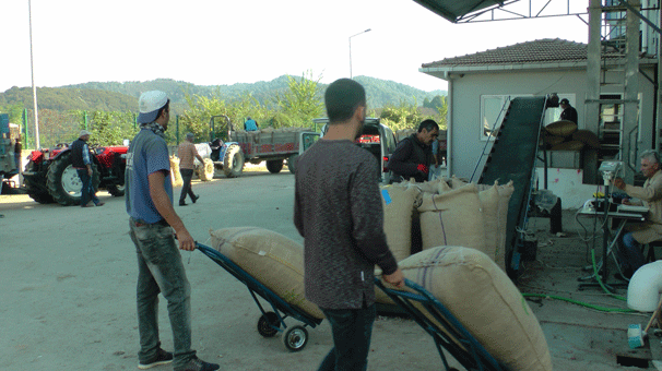 Düzce'de fındığını TMO'ya verenler uzun kuyruklar oluşturdu