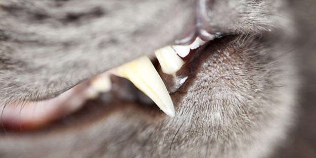 Düzce'de kedi köpek dehşeti! Onlarca kişiyi ısırdılar