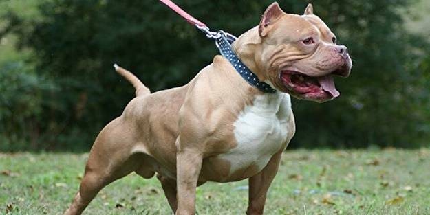 Düzce'de pitbull saldırısı! Çocuğun başına 300 dikiş atıldı