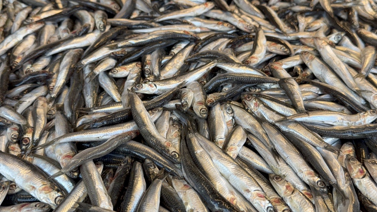 Düzce'de tezgahlar şenlendi