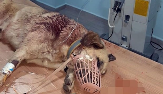 Düzce'de yine aynı vahşet! Sokak köpeği...
