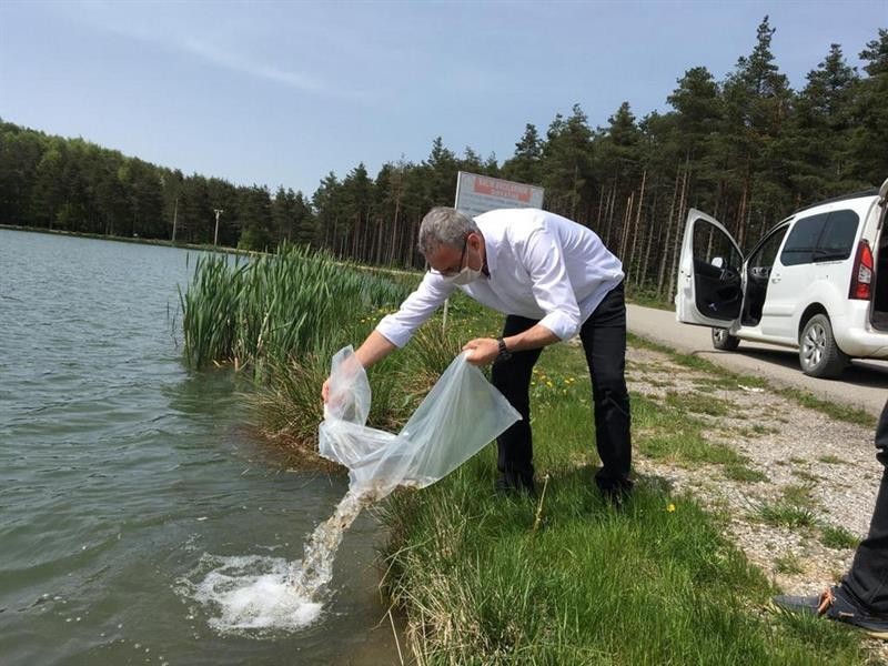 Düzce’deki göletlere 40 bin sazan yavrusu bırakıldı 