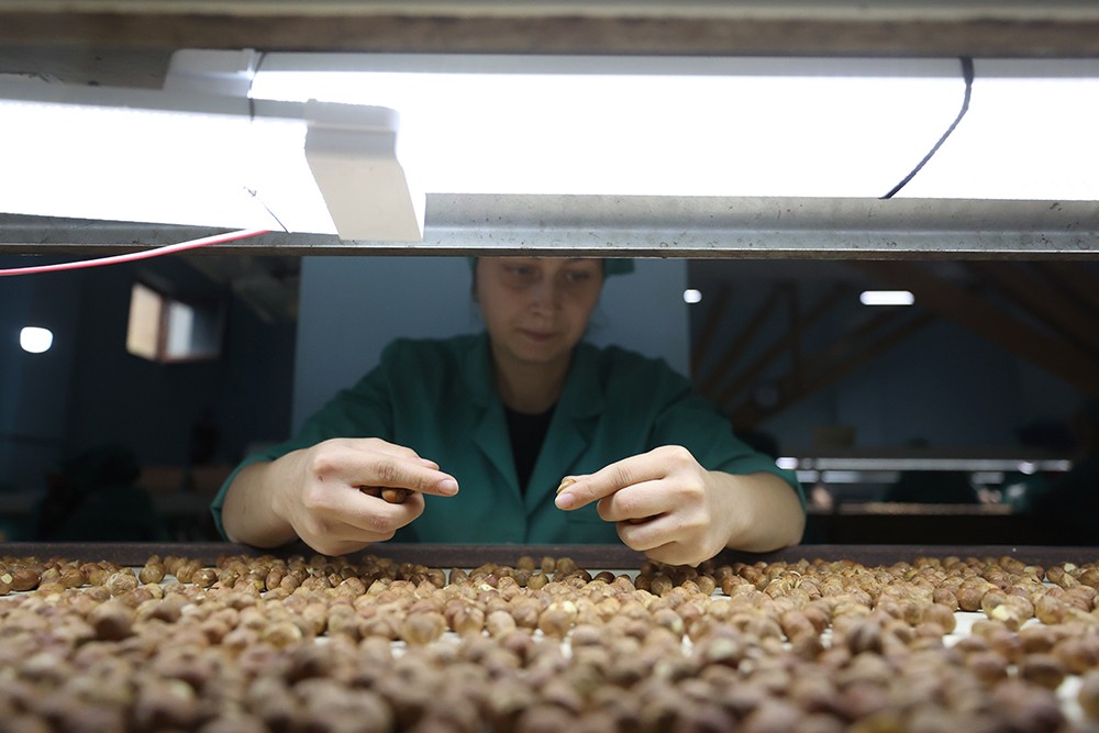 Düzce'den AB ülkelerine 9 ayda 3 bin 868 ton iç fındık ihraç edildi