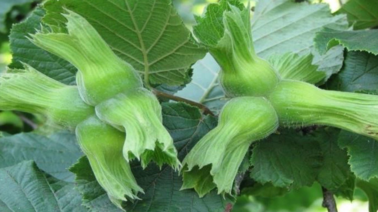 Düzce'den Avrupa'ya 13 bin ton fındık gönderildi