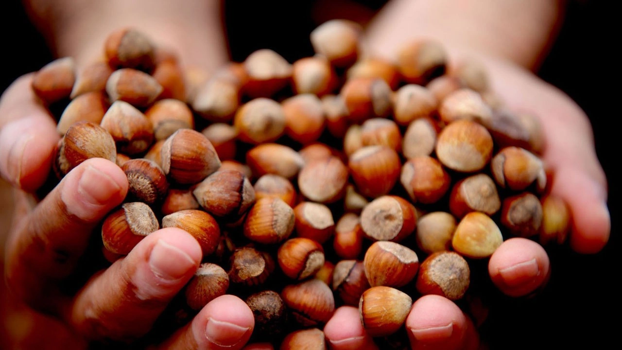 Düzce’den Avrupa’ya 15 bin ton fındık!