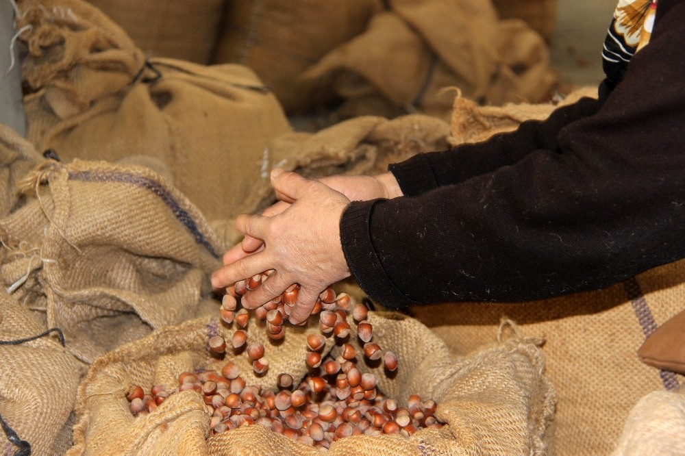 Düzce’den Avrupa’ya iki ayda bin 775 ton fındık ihraç edildi