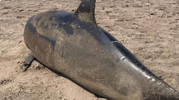 Düzce'nin Akçakoca ilçesinde ölü yunus karaya vurdu