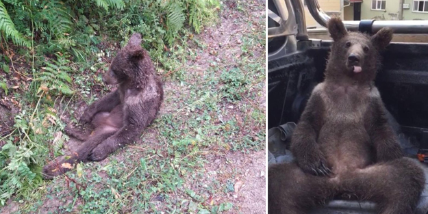 Düzce'nin ayısı 'Balkız' dünya basınında!
