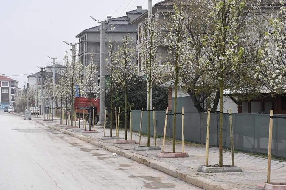 Düzce’nin havası ıhlamur ağaçları ile tazeleniyor 