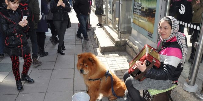 Kız kardeşlerin müziklerinden çok köpekleri ilgi görüyor