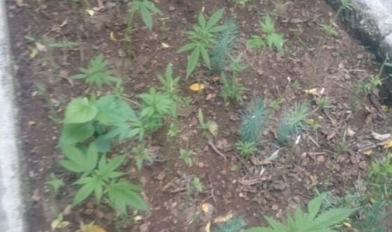 510 kök kenevir ele geçirildi