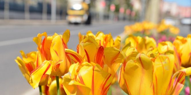 Diyarbakır çiçek bahçesine dönüştü