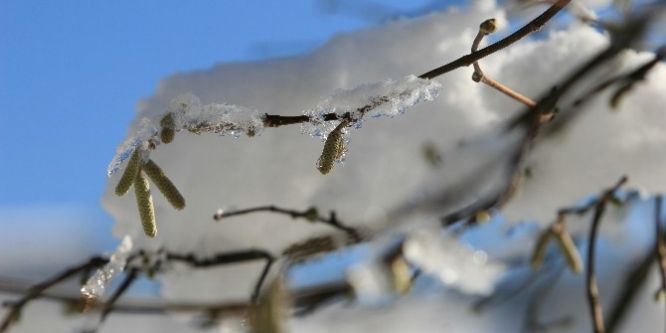 Fındık için don uyarısı yapıldı