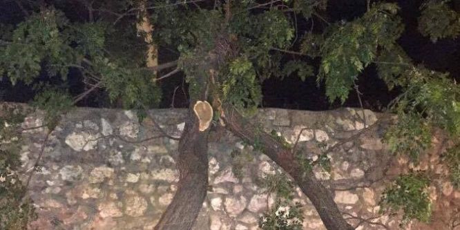 Otomobilin üzerine ağaç devrildi