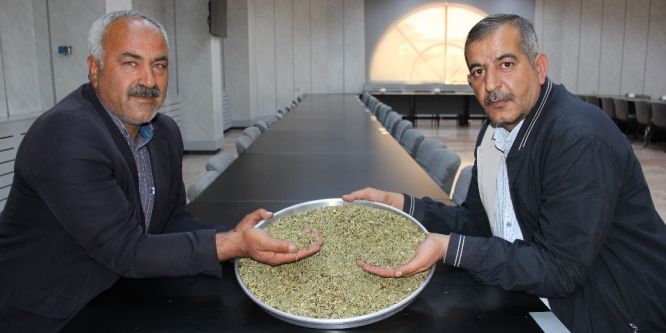 Sezonun ilk firik hasadı yapıldı