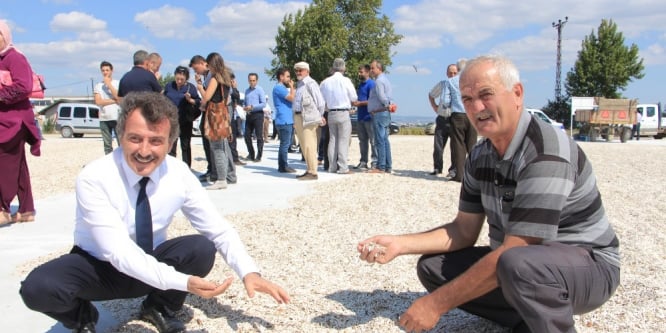 Artık yollarda ayçiçeği kurutmayacaklar