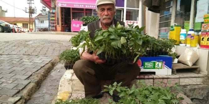 Hisarcık’ta sebze fidesi satışları arttı