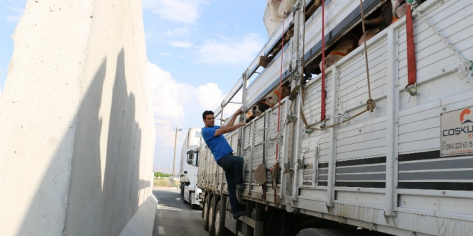 Kurban Bayramı öncesi kontroller sıklaştırıldı