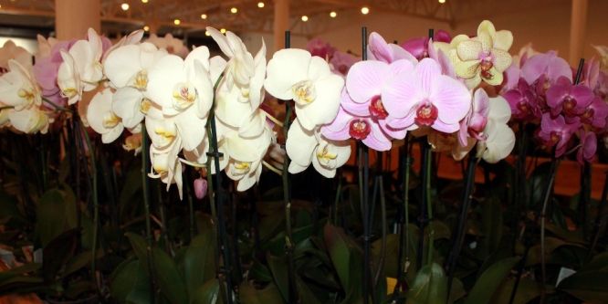 Hollanda’nın gözünü korkutan tesis