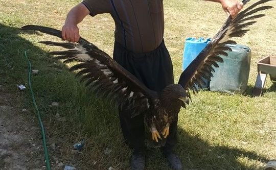 Yaralı olarak bulunan kaya kartalı tedavi altına alındı