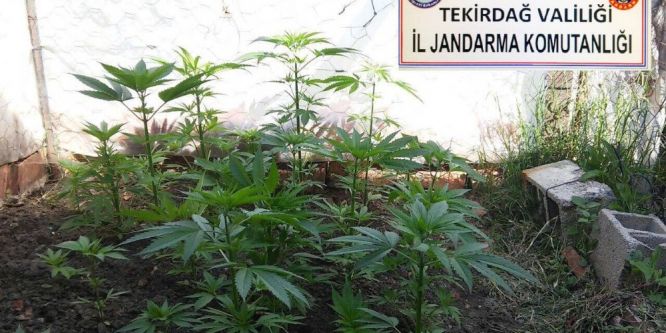 Kırsal alanda uyuşturucu operasyonu