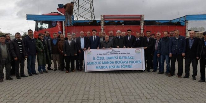 13 köye damızlık manda boğası dağıtıldı