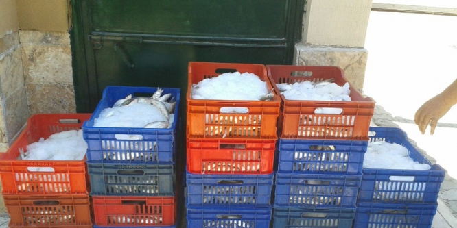 Boy limiti altında avlanan balıklar ele geçirildi