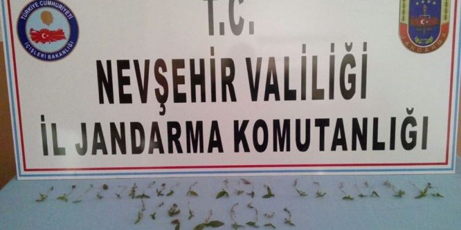 Avanos’ta 32 kök kenevir ele geçirildi