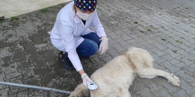 Sokak hayvanları için mikroçip uygulaması