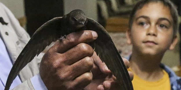 Ebabil kuşu bulundu