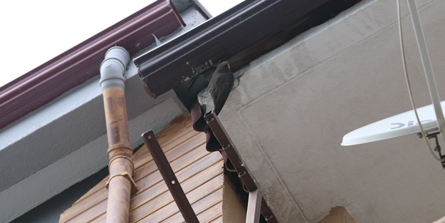 Ebabil kuşu, çatıdaki yağmur saçağına sıkıştı