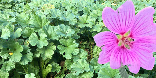  Ebe gümeci neye denir? Ebe gümeci ne işe yarar faydalı mı?