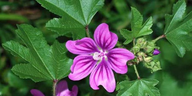 Ebegümecinin faydaları nelerdir?