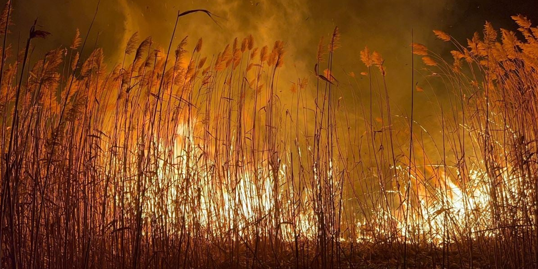 Eber Gölü yine yanıyor!